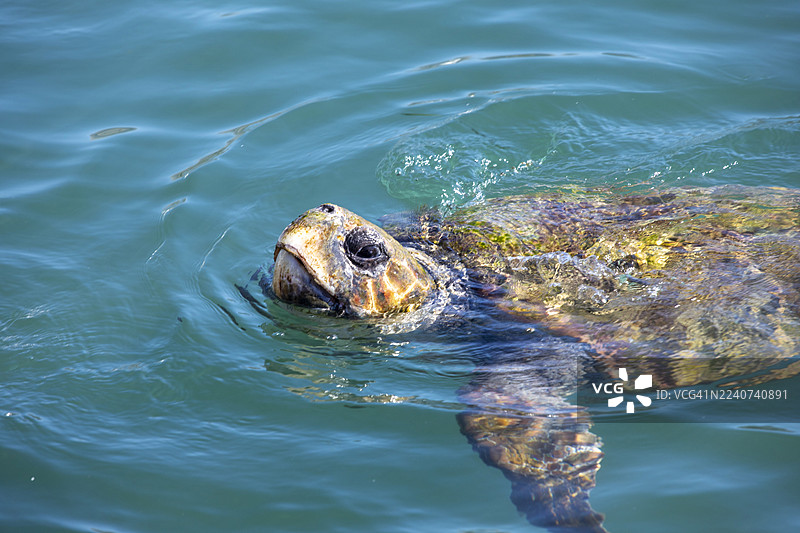 红海龟（Caretta caretta）在阿尔戈斯托利湾图片素材