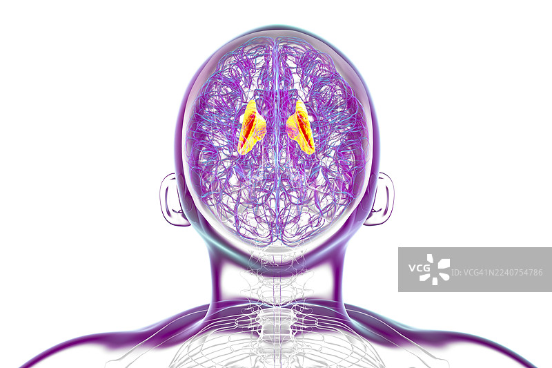 人脑内囊插画，插画图片素材
