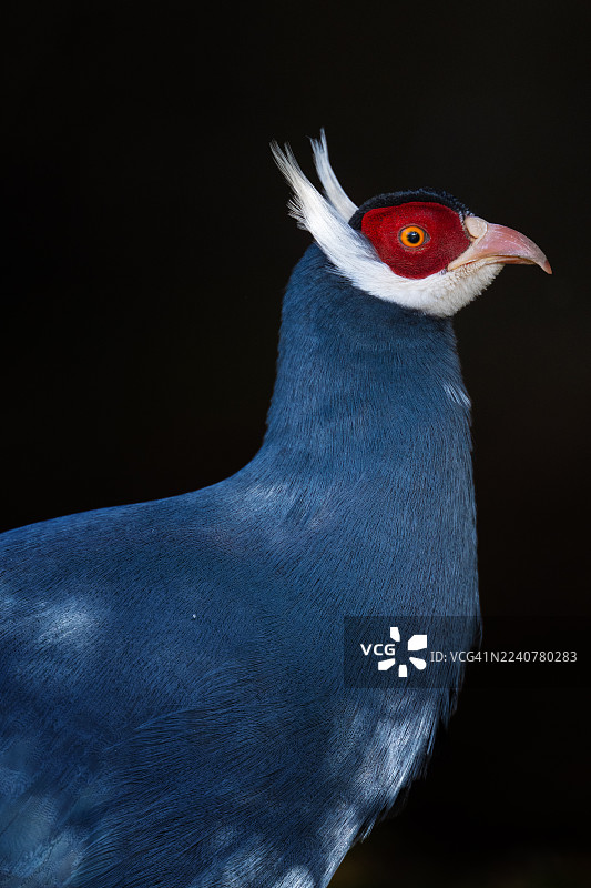 蓝马鸡（Crossoptilon auritum）特写镜头图片素材