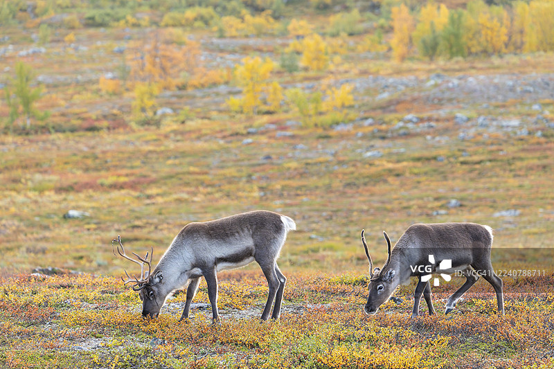 拉普兰秋季色彩斑斓的阿比斯库国家公园，在拉普波尔滕/Čuonjávággi下方，驯鹿成群图片素材