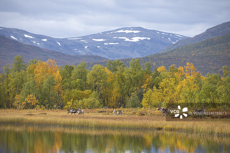 秋季拉普兰阿比斯库国家公园内，驯鹿在湖边沼泽地穿行图片素材