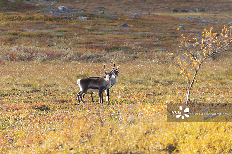 拉普兰秋季色彩斑斓的阿比斯库国家公园，在拉普波滕（Lapporten）下方，有驯鹿群在丘翁雅瓦吉（Čuonjávággi）。图片素材