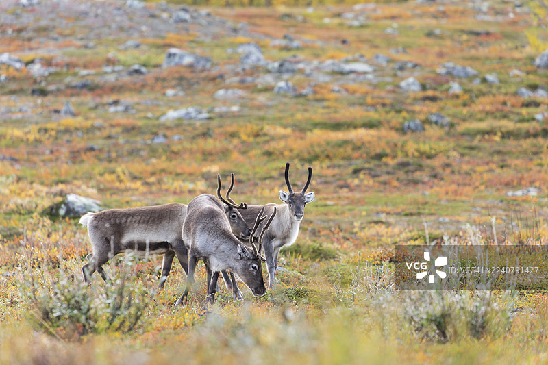 拉普兰秋季色彩斑斓的阿比斯库国家公园，在拉普波尔滕（Čuonjávággi）下方，一群驯鹿正在悠闲地吃草。图片素材