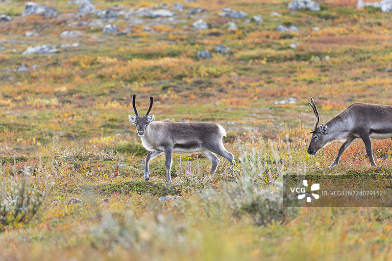 拉普兰秋季色彩斑斓的阿比斯库国家公园，在拉普波尔滕（Čuonjávággi）下方，一群驯鹿正在悠闲地吃草。图片素材