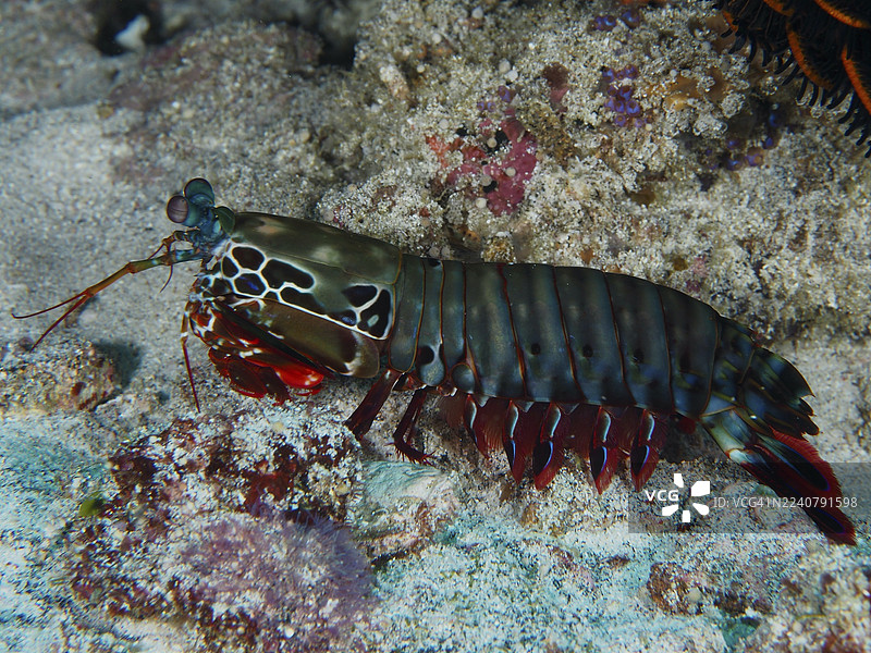 黑壳螳螂虾,小丑螳螂虾(Odontodactylus scyllarus),在珊瑚礁上。潜水点SD,努沙切宁安,努沙佩尼达,巴厘岛,印度尼西亚图片素材