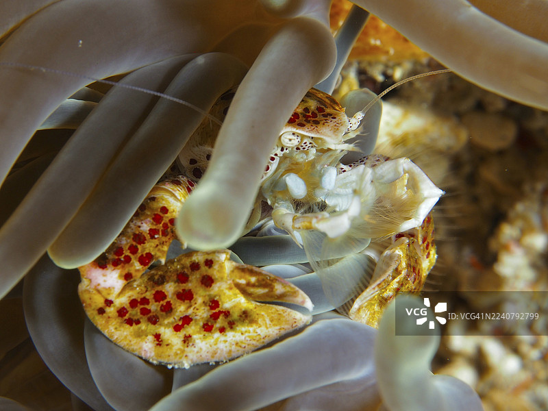 斑点瓷蟹(Neopetrolisthes maculatus)在海葵中,其外壳有斑点,潜水点SD,努沙切宁安,努沙佩尼达,巴厘岛,印度尼西亚图片素材
