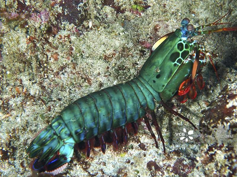 绿色红色的虾蛄（小丑虾蛄，Odontodactylus scyllarus）在沙质海床上。潜水点：SD，努沙切宁安，努沙佩尼达，巴厘岛，印度尼西亚。图片素材