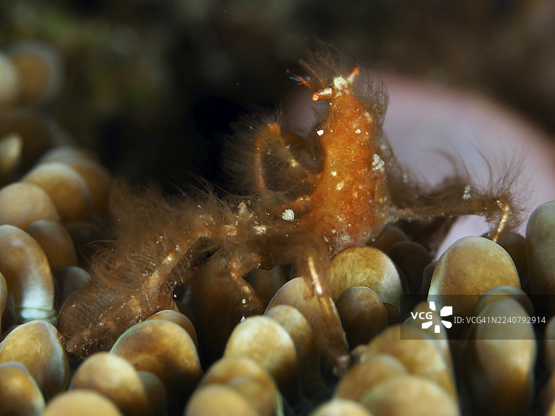 一只毛蟹,又名日本长足蟹(Achaeus japonicus),伪装在珊瑚上。潜水点:印度尼西亚巴厘岛Penyapangan的Gondol East。图片素材