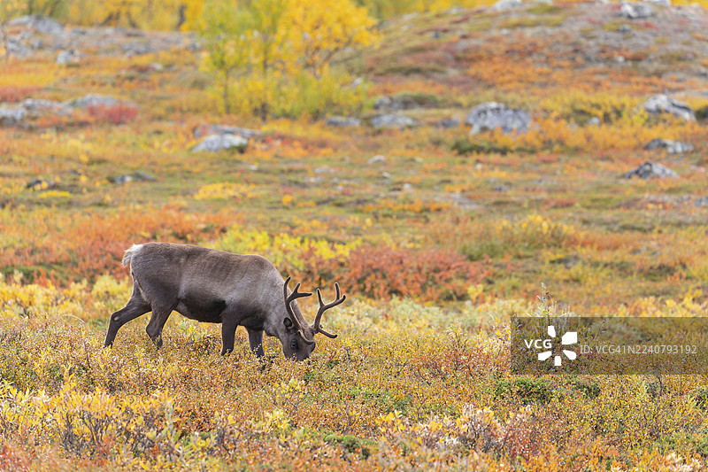 拉普兰秋季色彩斑斓的阿比斯库国家公园，在拉普波尔滕（Čuonjávággi）下方的驯鹿图片素材
