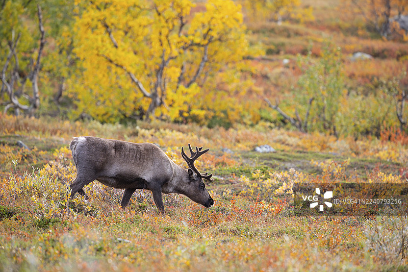 拉普兰秋季色彩斑斓的阿比斯库国家公园，在拉普波尔滕下方有驯鹿（Čuonjávággi）。图片素材