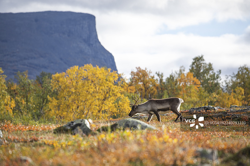 拉普兰秋季色彩斑斓的阿比斯库国家公园，在拉普波尔滕（Čuonjávággi）下方，驯鹿悠闲地漫步。图片素材