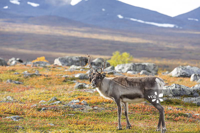 拉普兰秋季色彩斑斓的阿比斯库国家公园，在拉普波尔滕（Lapporten）下方，驯鹿的鹿角在Čuonjávággi（驯鹿峡谷）扫动。图片素材