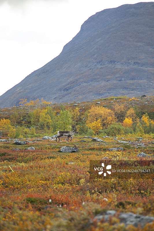 拉普兰秋季色彩斑斓的阿比斯库国家公园，拉普波尔顿（Čuonjávággi）下的驯鹿图片素材