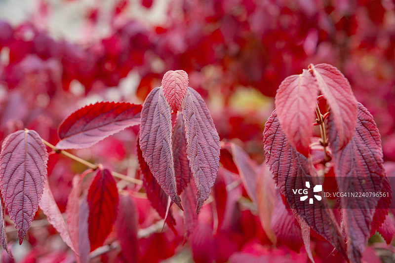 德国康斯坦茨湖迈瑙岛的红色秋叶的详细描绘，背景柔和图片素材
