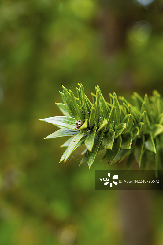 德国康斯坦茨湖迈瑙岛，聚焦植物，背景虚化，色彩鲜艳的绿色调图片素材
