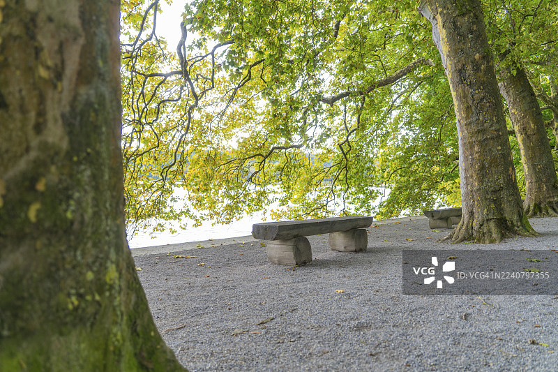 德国康斯坦茨湖迈瑙岛上，一条宁静的绿色小径旁，两棵大树间摆放着一张公园长椅。图片素材