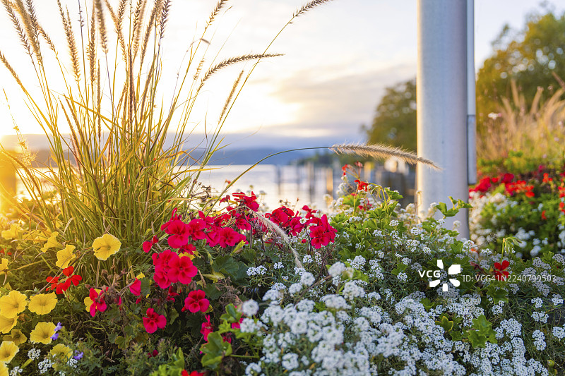 日落时分，德国康士坦茨湖畔于伯林根湖边的色彩缤纷的花朵图片素材