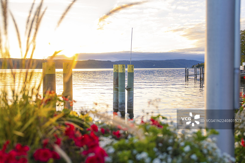 日落时分，平静的康斯坦茨湖畔，德国，于伯林根，盛开的鲜花。图片素材
