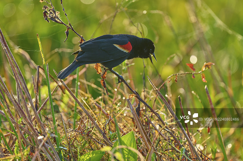 一只红羽小鸟栖息在绿色环境的细树枝上，红翅黑鹂（Agelaius phoeniceus），春季栖息在树枝上，佛罗里达州奥兰多湿地，圣诞节，美国图片素材