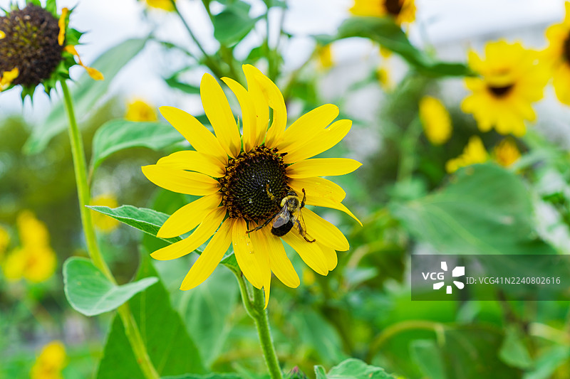蜜蜂在盛开的亮黄色向日葵上授粉。图片素材
