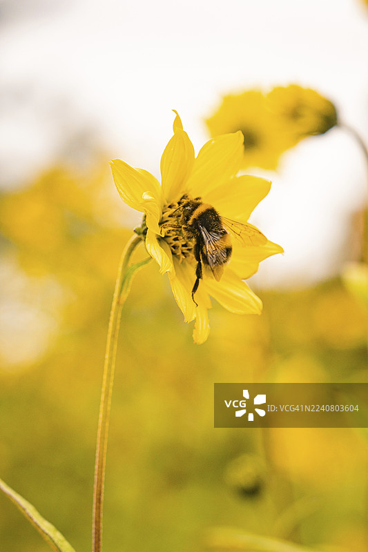 蜜蜂在黄色花朵上，周围环绕着其他花朵，德国康斯坦茨湖迈瑙花岛特写图片素材