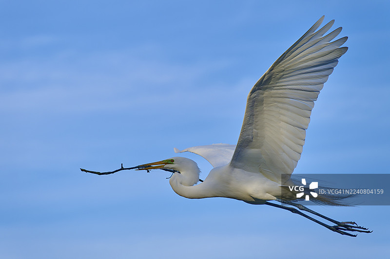 大白鹭（Egretta alba）嘴里叼着一根小树枝飞过天空，地点：美国佛罗里达州圣奥古斯丁图片素材