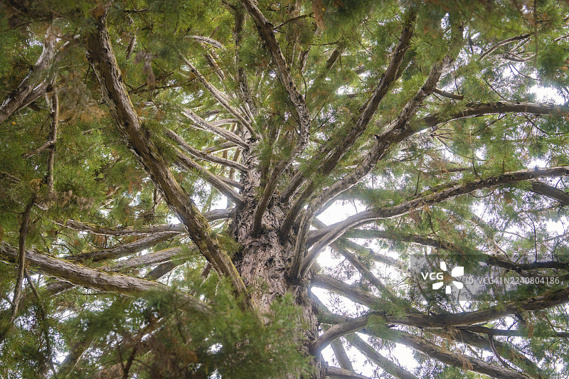 从下方仰望树冠，枝繁叶茂，主瑙花岛，康斯坦茨湖，德国图片素材