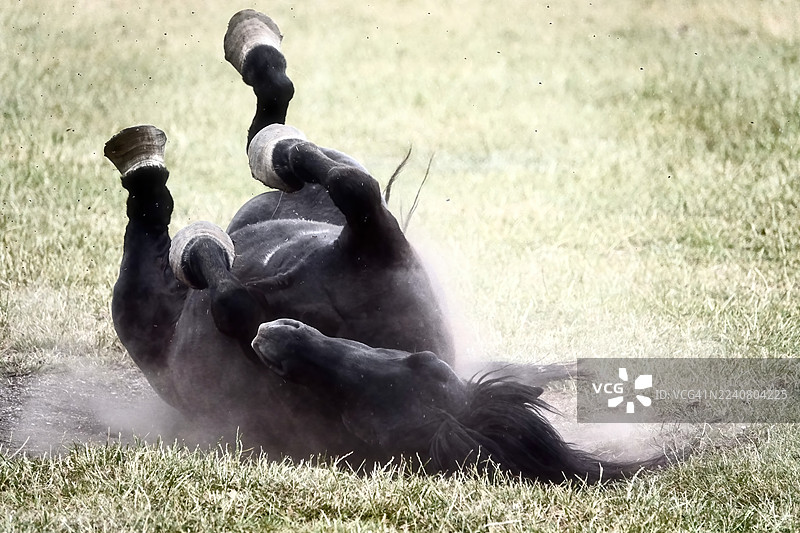 马儿在吃草和走动图片素材