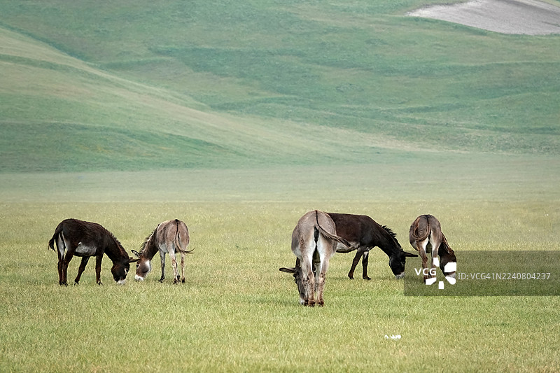 驴子在吃草图片素材