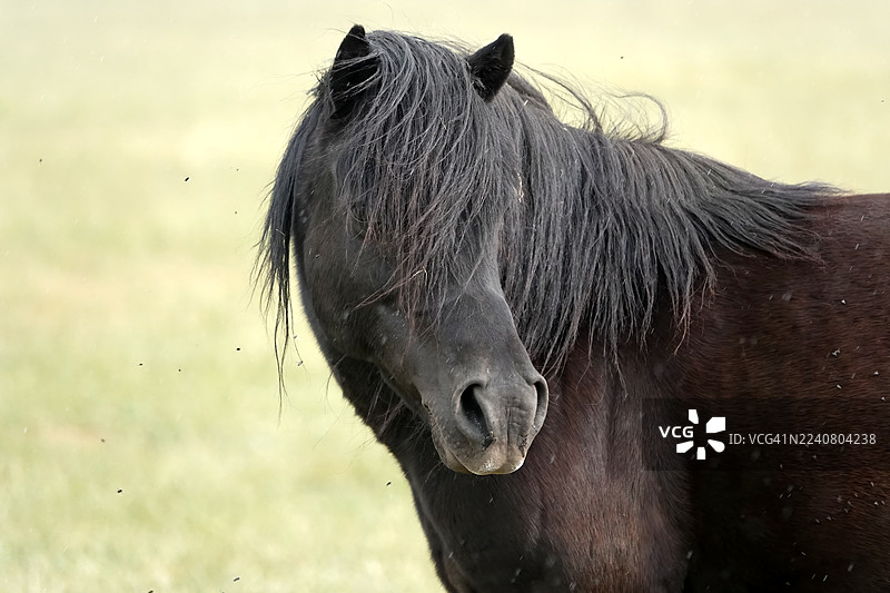 马在吃草和活动图片素材
