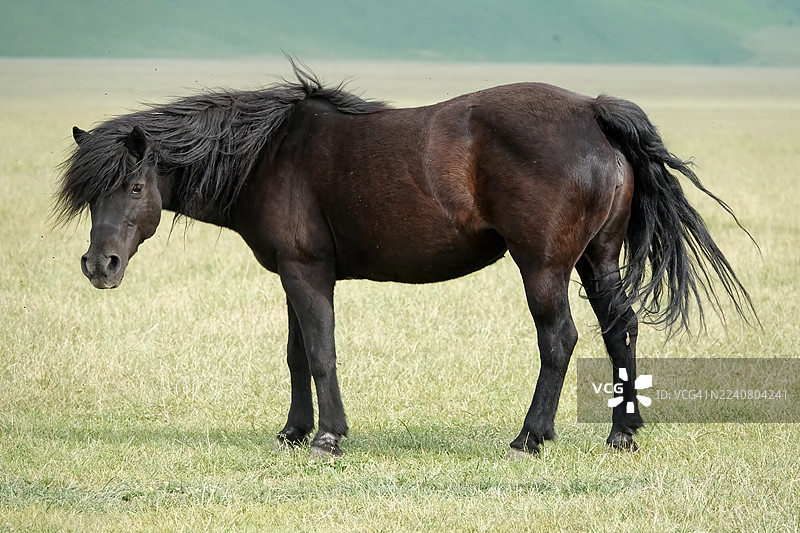 马在吃草和活动图片素材
