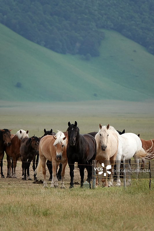 马匹在吃草和移动图片素材