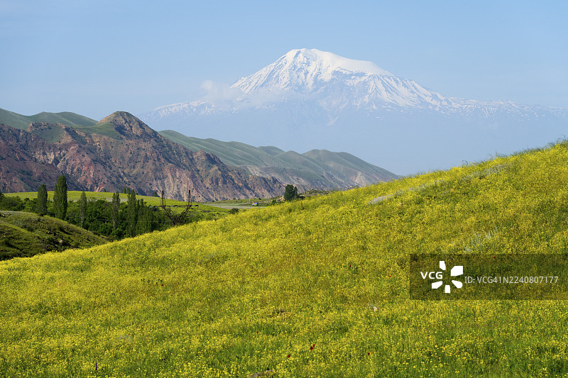 背景是雪山,前景是绿色的山丘和黄色的花朵,哈茨瓦兰附近的全景,背景是阿拉拉特,位于土耳其,科泰克省,科泰克,亚美尼亚图片素材