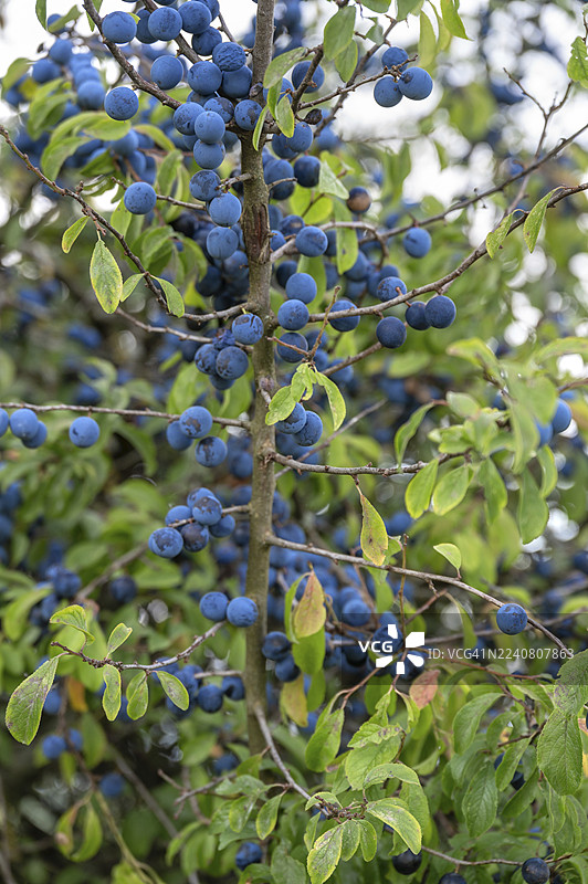 成熟的黑刺李（Prunus spinosa）在巴伐利亚的灌木丛中，德国图片素材