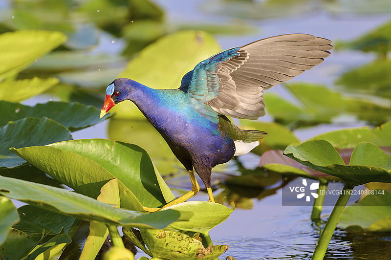 一只色彩斑斓的鸟张开翅膀站在水中的绿叶上，紫水鸡 (Porphyrio martinica)，春季，安欣加小径，大沼泽地国家公园，佛罗里达州，美国，北美洲图片素材