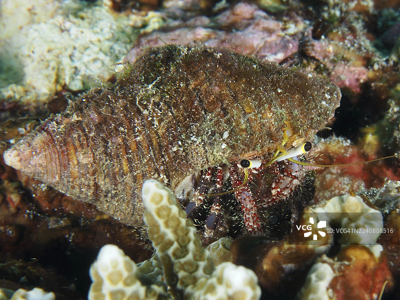 深膝寄居蟹(Dardanus lagopodes)在珊瑚中的海螺壳里。潜水点SD,金银岛,努沙佩尼达,巴厘岛,印度尼西亚图片素材