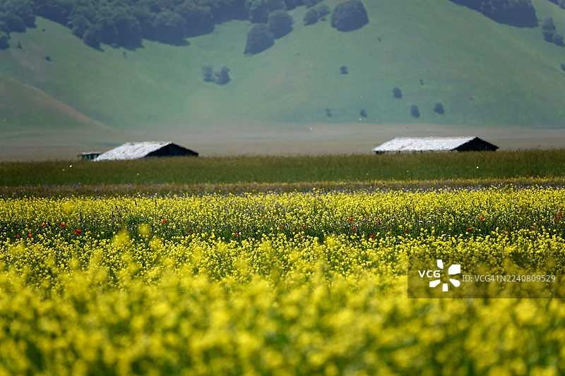 卡斯泰卢乔迪诺尔恰“大钢琴”地区的芥末花田图片素材