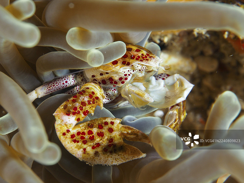 黄红色斑点瓷蟹(Neopetrolisthes maculatus)藏身于海葵中。潜水点:SD,努沙切宁安,努沙佩尼达,巴厘岛,印度尼西亚图片素材