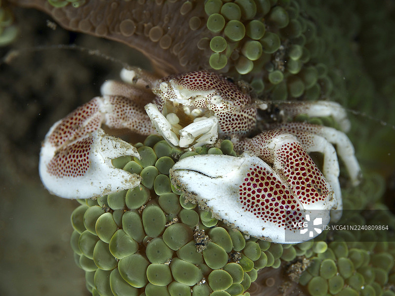 白斑瓷蟹（Neopetrolisthes maculatus）栖息在绿色海葵上，身上有红斑。潜水地点：House Reef，Penyapangan，巴厘岛，印度尼西亚。图片素材