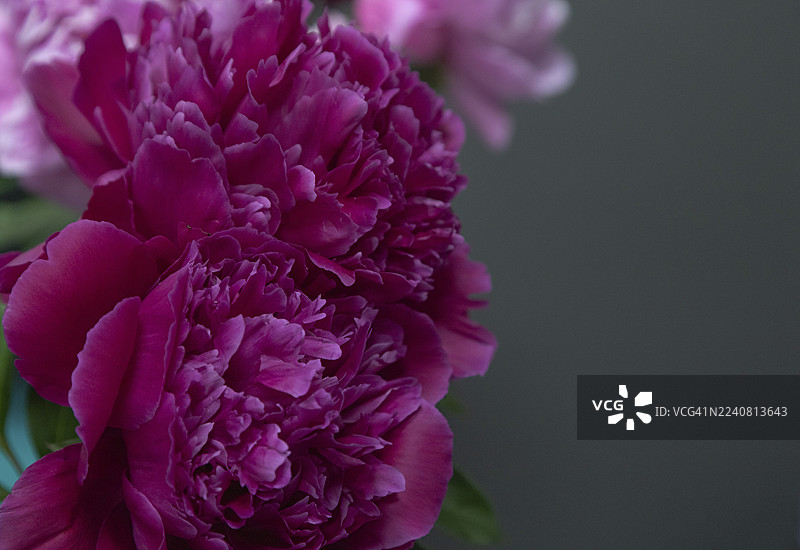 美丽的红酒色牡丹“肖尼酋长”花朵。特写。模糊的背景，焦点选择性。图片素材