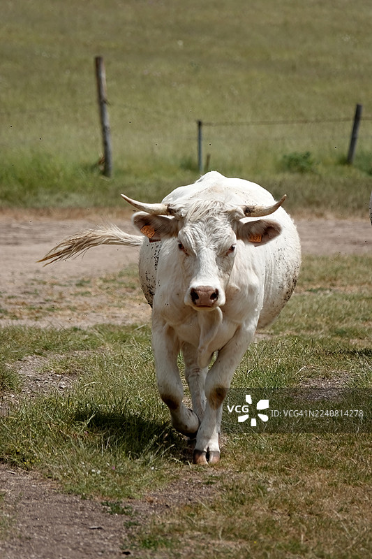 奶牛去水坑图片素材