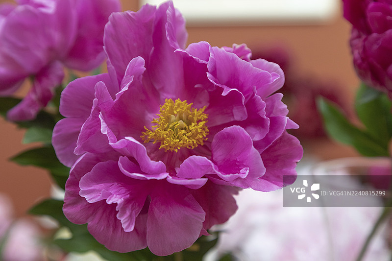 美丽的粉紫色牡丹仙子公主花。特写。模糊的背景，选择性聚焦图片素材