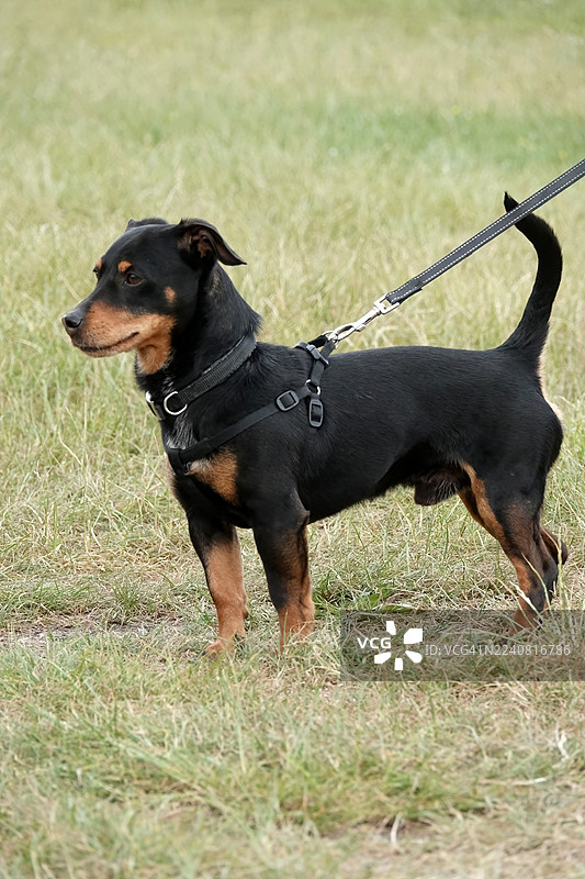 户外假日与你的狗狗图片素材