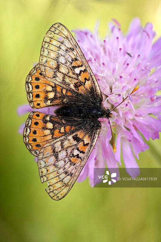 小云豹蛱蝶 (Brenthis ino)图片素材