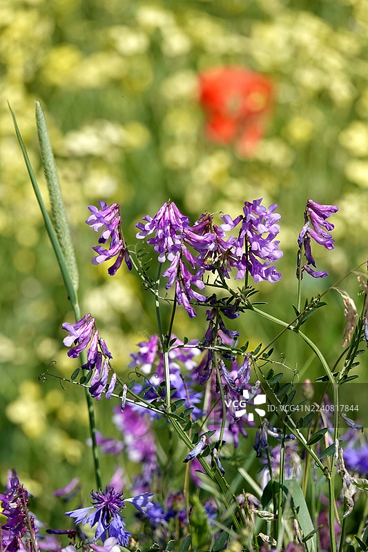 背景衬托的毛叶苕子（Vicia cracca）与芥菜图片素材