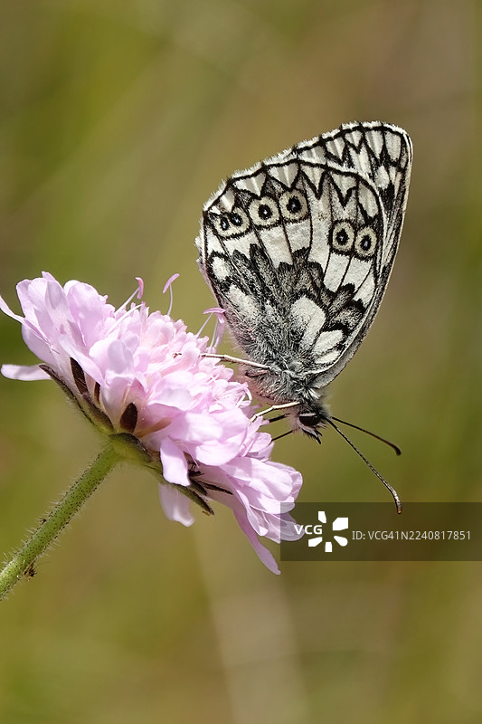 大理石白蝴蝶 (Melanargia galathea)图片素材