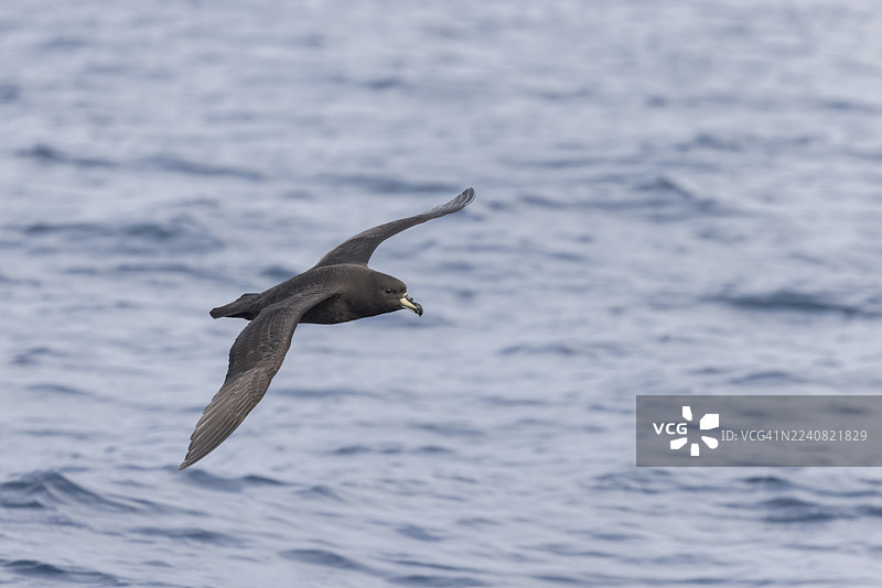 西兰特海燕（Procellaria westlandica）新西兰特有种图片素材