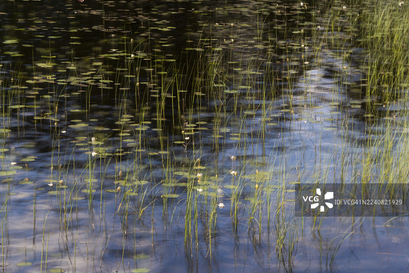 挪威阿克什胡斯，长曝光下水生植物和草在静止水面上的倒影图片素材