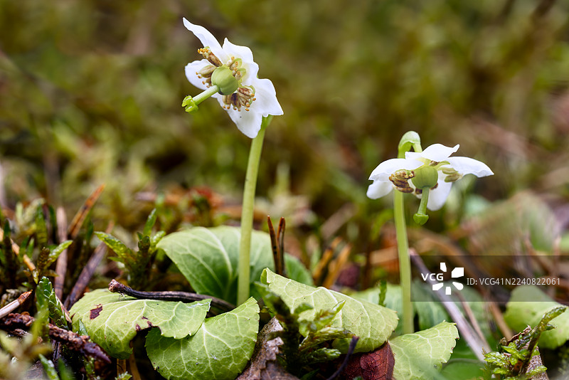 生长在林地地表的单花冬青（Moneses uniflora）。苏瑟兰郡巴尔布莱尔森林。图片素材