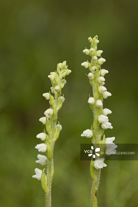 匍匐蛇根草 (Goodyera repens) 苏格兰戈尔斯比森林图片素材